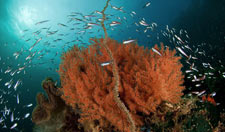 Coral reefs navigation Image