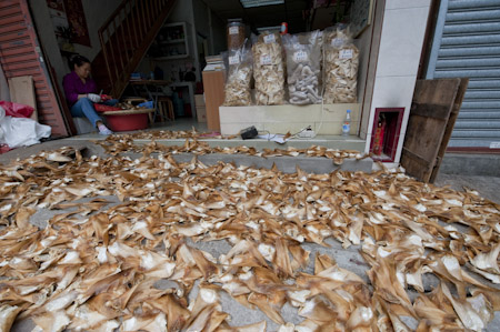 Shark's fins drying on the road
