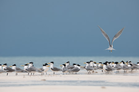 Crested terns on the beach with the tide slowly coming in