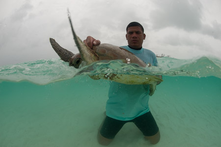 Manny skillfully handles a green turtle the best way without hurting the animal
