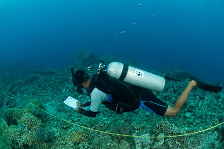 Choy monitoring coral health with regular transect work on the reef