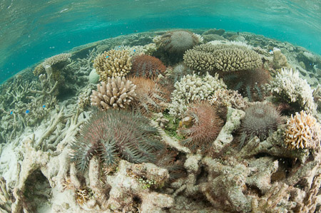 Indecently healthy crown of thorns starfish