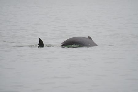 They are there! Elusive Irrawaddy dolphins!