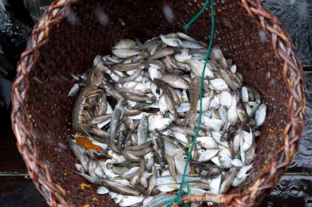 Is Malampaya Sound still the "Fish Bowl" of the Philippines?