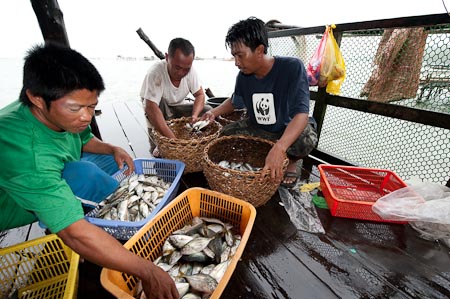 Eloys, former WWF staff in Malampaya helps sort out the marine life.