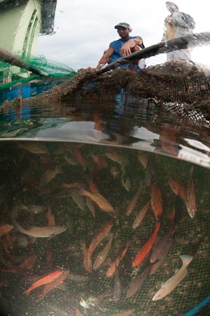 About 200 coral trout in this floating fish cage are fattened up until good restaurant size is reached