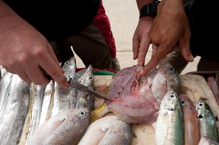 A little investigation before cooking your fish