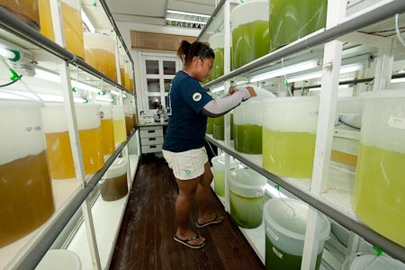 Bobita Golam Ahad checks her clam food - 3 species of cultured algae