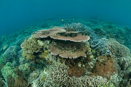 Coral reef in Sipadan seems to have improved tremendously within 8 years since our last visit 