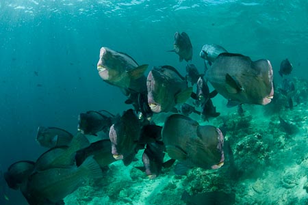 Hundreds of massive bumphead parrotfish in the shallows of Barracuda Point