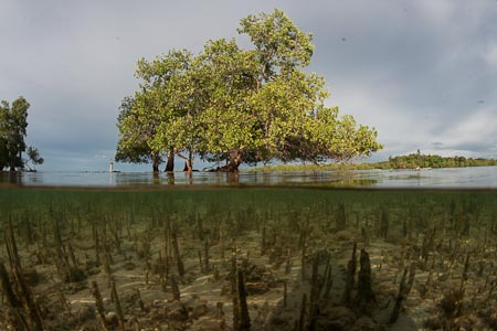 Split level of a beautiful black mangrove with its submerged aerial roots in low tide