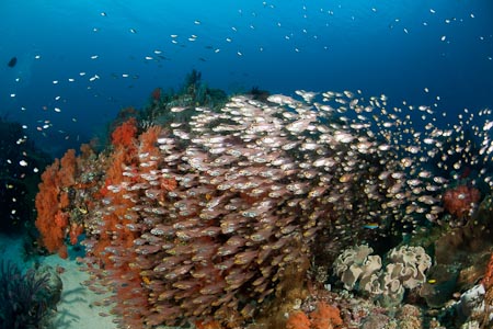 Glassy sweepers cover abundant bright orange soft corals