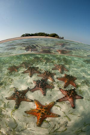 So much starfish in the shallows!
