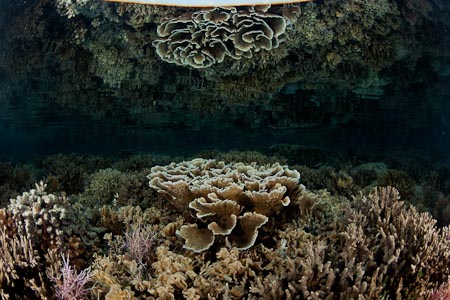 Coral structured like cauliflowers or open cabbages in the shallows