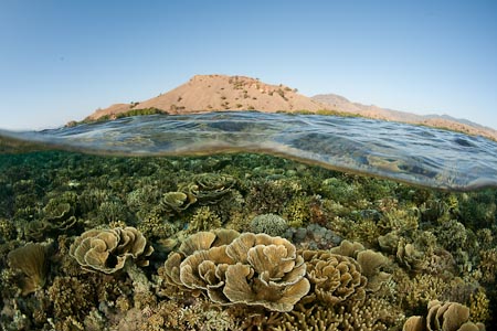 Contrast of barren land and coral reefs like from the Jurassic era. This is the unique beauty of Komodo