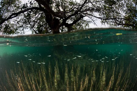 What's amazing about mangroves is it is home to loads of juvenile fish. It is a nursery and haven for reef fiish before they venture out into the wild fish-eat-fish world of the coral reefs