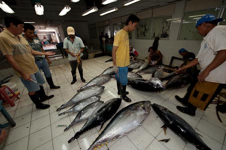 Benoa fish landing and processing zone for tuna export selection 