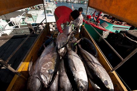 Benoa tuna fish landing transported from the boats to the nearby processing site