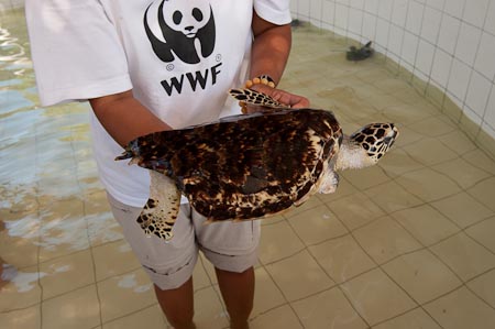 A rescued green turtle with badly damaged fins on it's right side  