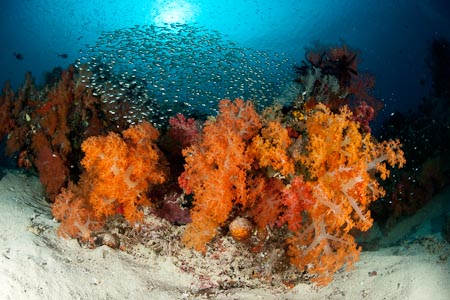 Thousands of glass fish in brilliant orange soft corals