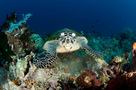 Friendly hawksbill turtle high on a sponge he munches