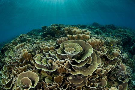 Stunning reef formation in clear waters