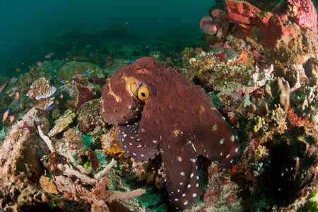 Reef octopus crawling the reef of Manta Alley in South Komodo
