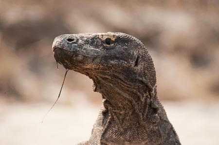 Komodo dragon with bacteria filled saliva coming out of its mouth 