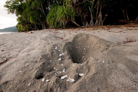 This nest of leatherback eggs dug out by wild pigs. Feral pigs, dogs, lizards are some of the vicious land predators of leatherback eggs