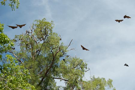 Fruit bats in Um Island