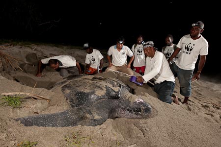 Bas Wurlianty scans our first sighting of leatherback turtle laying her eggs