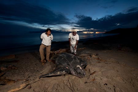 WWF Sorong Turtle Monitoring Team Franki & Eka with a leatherback turtle at the break of dawn