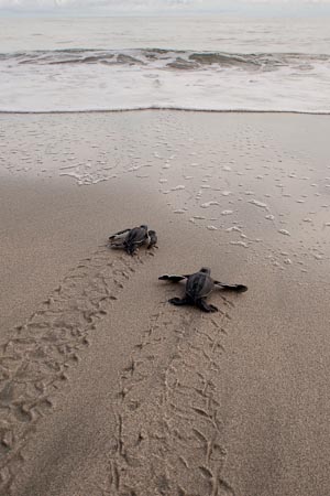 Leatherback turtle babies finding their way to the sea