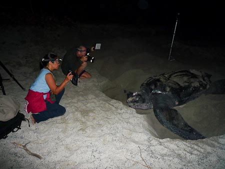 The Freund Factory photographing a hard working leatherback turtle making her nest
