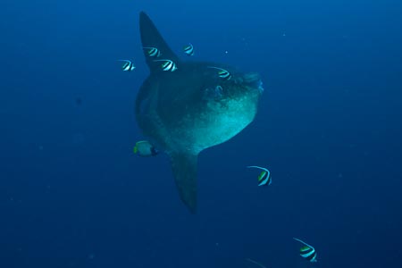 At 42 meters there it was, a mola mola with 7 hard working bannerfish and an angelfish!