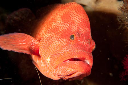A brilliant red grouper ready for her close-up