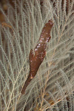 Robust ghost pipefish against a hydriod