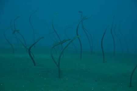 And don't ignore the sand. The garden eels stick out a meter long!
