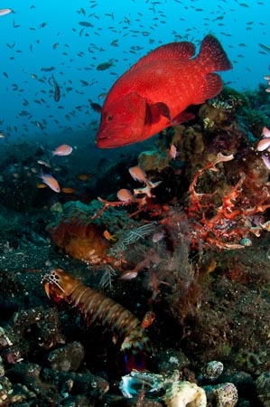 Two normally elusive creatures, a red grouper and a mantis shrimp, posing for the camera at a cleaning station