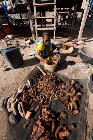 Woman drying freshly boiled sea cucumber of all imaginable sizes