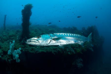 Heinrich the massive barracuda hanging against the slight current