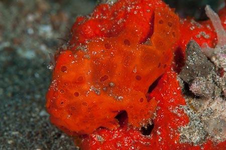 Couldn't find this beauty for a moment there. A Painted frogfish (Antennarius pictus) 