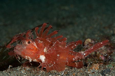 Ambon scorpionfish (Pteroidichtys ambioinensis) so beautiful beside a look-a-like seaweed