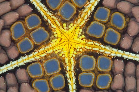 Perfect art in nature. A star shaped pincushion starfish (Culcita novaeguinea) 