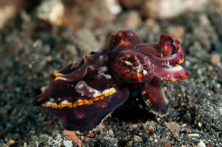 Baby flamboyant cuttlefish (Metasepia pfefferi) soooo very cute 