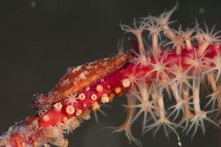 Tiny Allied cowrie (Phenacovolva angasi) on a whip coral