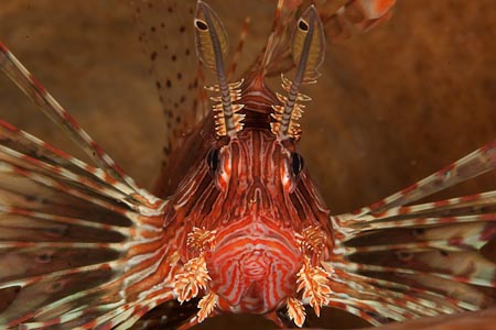 Lionfish unusually still and unbothered by strong strobes flashing. These guys must have a modeling agency that trains them to the MO of Lembeh. Keep still for the photographers!