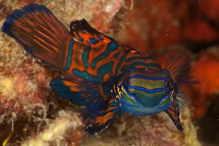 The horribly difficult to photograph mandarin fish that comes out everyday at twilight for mating