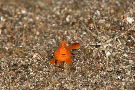 A bright painted frogfish a mere 4 mm on the sand