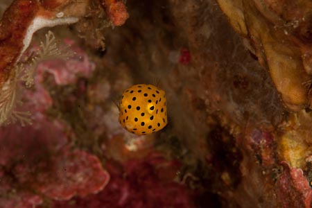 How could this brilliant yellow boxfish ever think we can't see it? It was indeed tiny but hey, it's yellow!